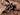 A close-up image of a Mexican Red Knee Tarantula (Brachypelma hamorii) with black and orange coloration
