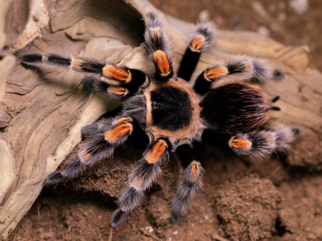 A close-up image of a Mexican Red Knee Tarantula (Brachypelma hamorii) with black and orange coloration
