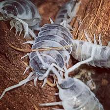 Powder Lottery Mix (Porcellionoides pruinosus) **4 color morphs included!**