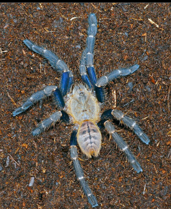 Haplopelma robustum (Ex. Cyriopagopus robustus) (Malaysia Blue Femur Tarantula) 1-1.5" *RARE*