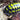 Armadillidium Gestroi (Yello Spotted Isopod)