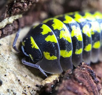 Armadillidium Gestroi (Yellow Spotted Isopod)