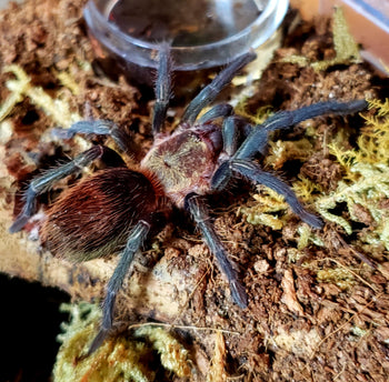 Theraphosinae sp 'Plura' Tarantula