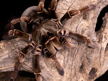 Theraphosa stirmi (Burgundy Bird Eater Tarantula) 2-2.5"