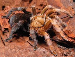 Aphonopelma sp. 'Diamond Back' Tarantula 0.25"