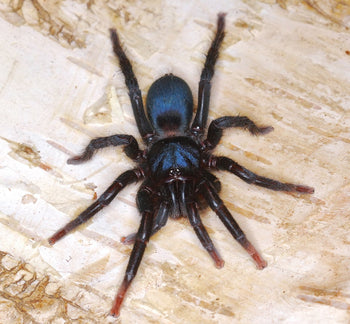 Sahydroaraneus raja (Indian Blue Dwarf Tarantula) *RARE*