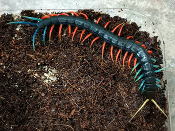 Scolopendra sp. Malaysian Jewel "Highland" Centipede