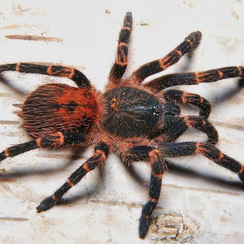Neischnocolus (Ami) sp. 'Panama' (Gold Banded Sunburst Dwarf Tarantula)