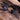 Phormingochilus hatihati (Ex. Cyriopagopus) (Purple Earth Tiger Tarantula ) ADULT FEMALE 3-3.5"