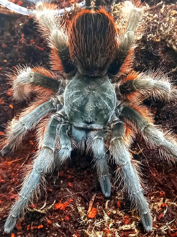 Aphonopelma anitahoffmannae (Mexican Red Slate Tarantula) 1"