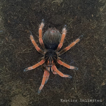 Pamphobeteus solaris Tarantula  ADULT PAIR **SUPER RARE** Freshly Molted Adult Male & Female