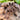 Tliltocatl albopilosus (Curly Hair Tarantula) 2"