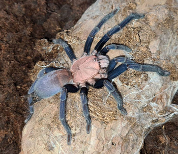Selenocosmia sp 'Kordillera' (Kordillera Earth Tiger tarantula) 2" FEMALE