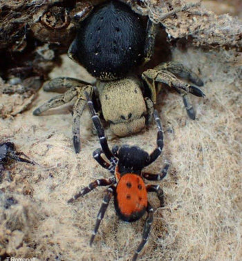 Eresus Illustris (Yellowhead Velvet Spider)