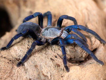 Cyriopagopus lividus (Cobalt Blue Tarantula) 2" MALE