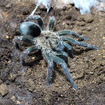 Thrixopelma sp 'Sullana' (Sullana Green Gold Tarantula)