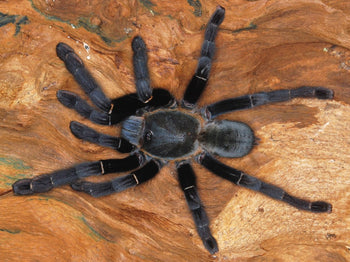 Ornithoctoninae sp. 'Khao sok' Spider