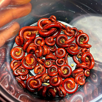 Centrobolus splendidus (Fire Millipede) Sexed Pairs