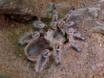 Eupalaestrus campestratus, Pink Zebra Beauty tarantula.