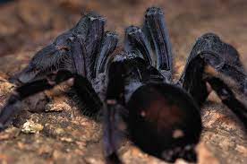 Lampropelma nigerrimum, Sangihe Black tarantula, 0.75 to 1 inch.